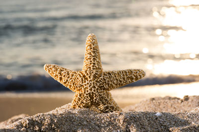 Close-up of rock on beach