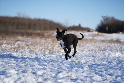 Dog running on snow covered land