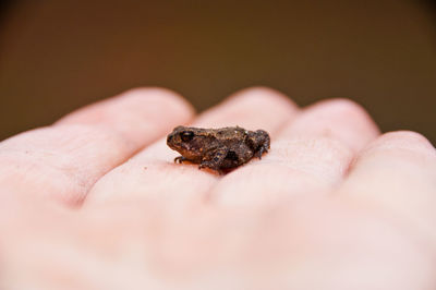 Close-up of hand holding small frog