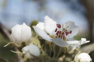 Close-up of flower