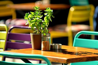 Close-up of salt shaker with plant on wooden table at cafe