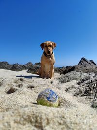 Portrait of a dog on rock