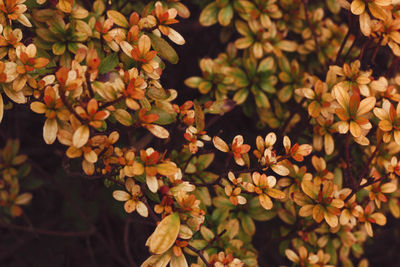 Close-up of flowering plant