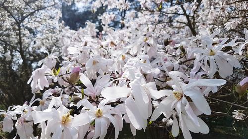 Close-up of white cherry blossom plants