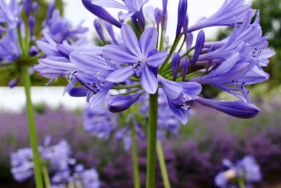 Close-up of purple flowers blooming