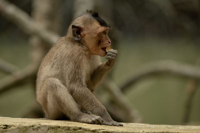 Long-tailed macaque sits nibbling food on wall