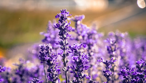 Close-up of lavender blooming outdoors