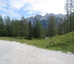 Scenic view of pine trees against sky