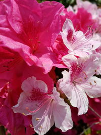 Close-up of pink cherry blossoms