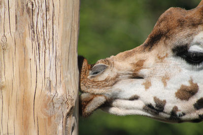 Close-up of giraffe