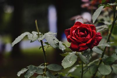 Close-up of rose plant