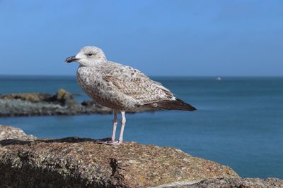 Seagull perching on rock by sea against sky