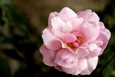 Close-up of pink rose blooming outdoors