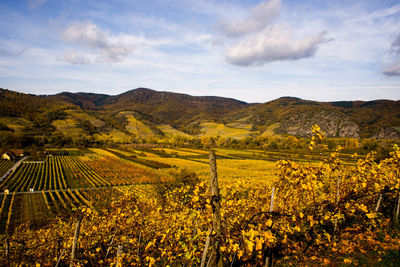 Scenic view of vineyard against sky