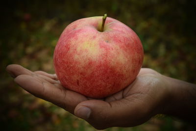 Close-up of hand holding apple