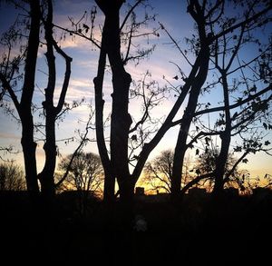 Silhouette of bare tree at sunset