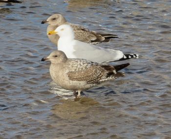 View of duck swimming in lake