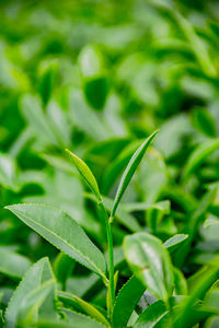 Close-up of fresh green plant in field