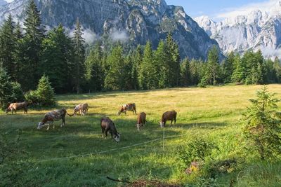 Flock of sheep grazing in field