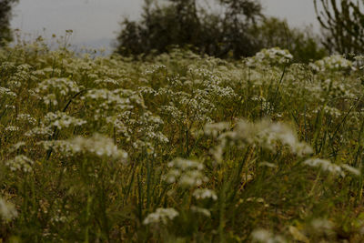 Close-up of plants growing on field