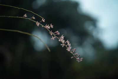 Close-up of purple flowering plant