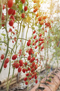 Close-up of red berries growing on tree