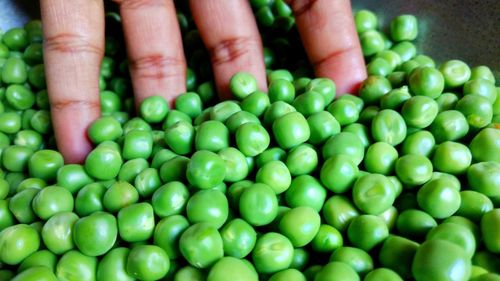 Close-up of person holding green leaf