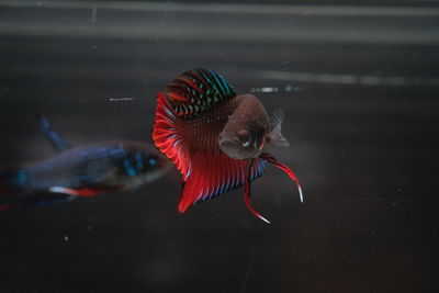 Close-up of fish swimming in sea