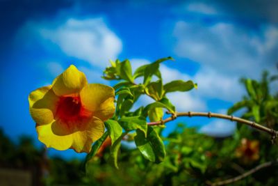 Close-up of yellow flowering plant against sky