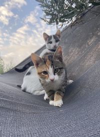 Portrait of kitten sitting