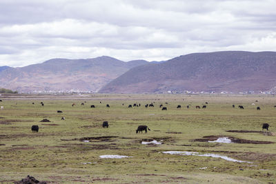 Flock of sheep in a field