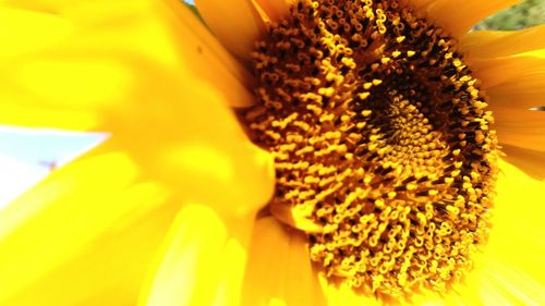 Close-up of sunflower