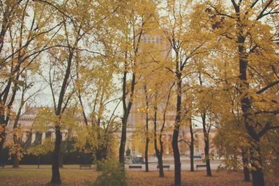 Trees in autumn