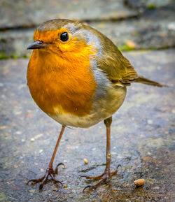 Close-up of bird perching outdoors