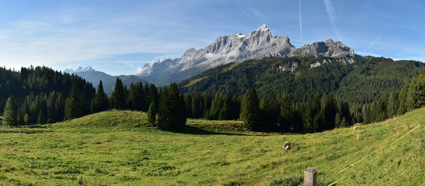 Panoramic view of trees on field against sky