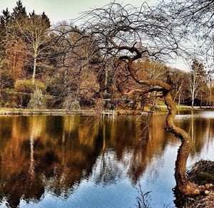 Reflection of bare trees in water