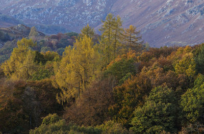 Pine trees in forest during autumn