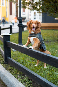 Cute brown nova scotia duck tolling retriever rests his front paws on a wooden fence and winks.