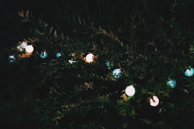 Close-up of illuminated christmas tree at night