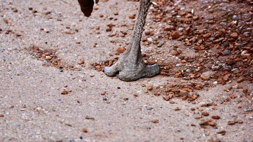Close-up of bird foot - emu 