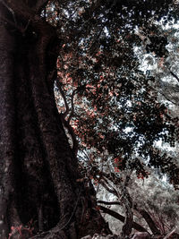 Low angle view of cherry blossom tree