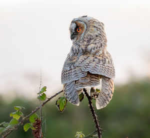 Close-up of owl perching on branch