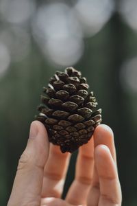 Close-up of hand holding pine cone