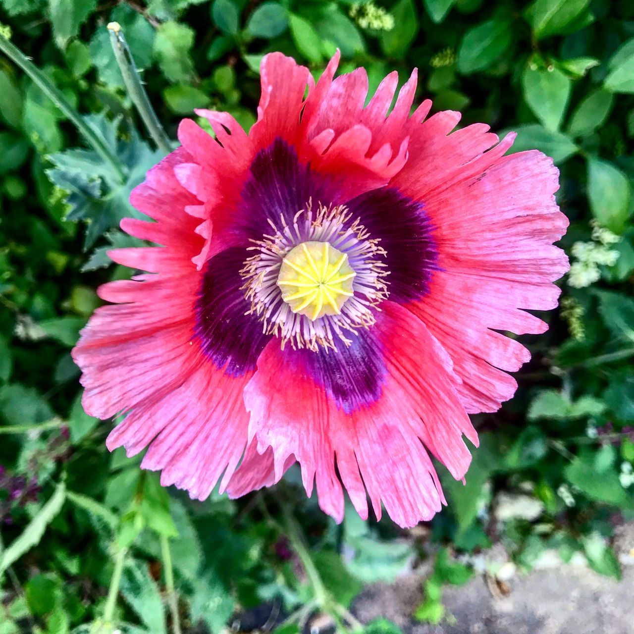 flower, flowering plant, vulnerability, plant, fragility, inflorescence, freshness, flower head, beauty in nature, petal, growth, close-up, focus on foreground, nature, day, red, pollen, no people, pink color, outdoors