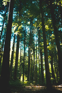 Low angle view of trees in forest