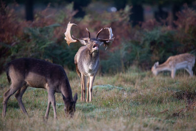 Deer standing in a field