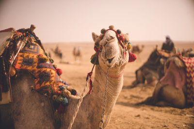 Horses in a desert