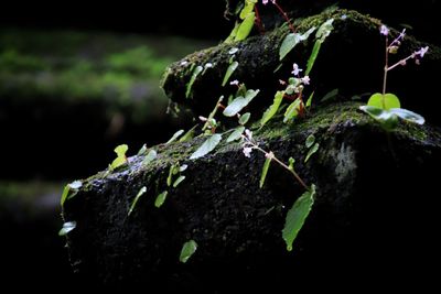 Close-up of moss growing on tree trunk