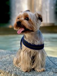 Close-up of dog looking away