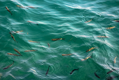 High angle view of fish swimming in sea